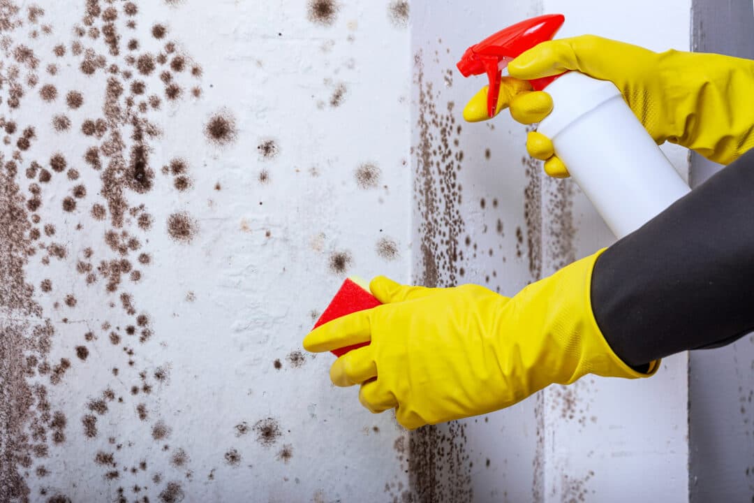 Who Is Responsible for Preventing and Treating Mould in Homes?